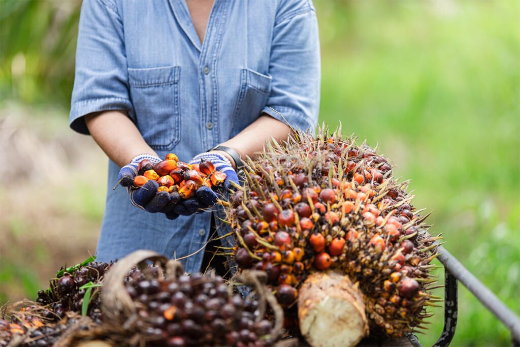 Peran Distributor Cangkang Sawit Rantai Pasokan